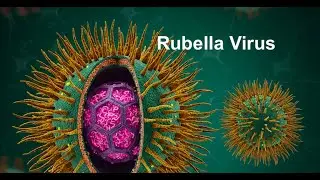 Rubella Virus  [RNA, Enveloped, Positive Sense, Togaviridae]
