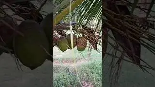 coconut #nature #trending #flower #viral #shorts #trendingtrending