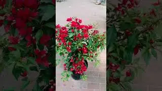 #shortsfeed #nature #vlogwithsohelvillagelifestyleinbangladeshbeautiful #cooking #garden #indoorg