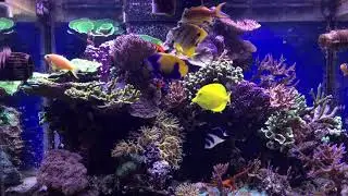 Feeding Chelmon rostratus first