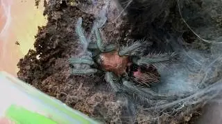 Линька птицееда | Cyclosternum fasciatum/Davus fasciatus | Tarantula molting