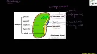Development and Structure of Seed, Biology Lecture | Sabaq.pk |