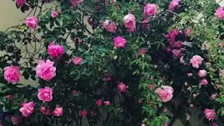 Sirop de roses (eau de roses)