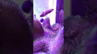 Gester Goby Hangin out Over leather toadstool coral - fluval evo 13.5 gal saltwater tank update