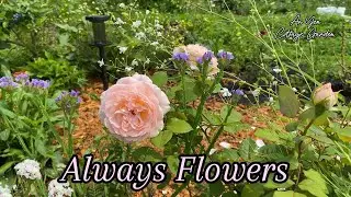 Plant these Flowers for a Continuous Blooming Garden 🌷🌸🌹 | Peaceful & Relaxing | Cottage Garden