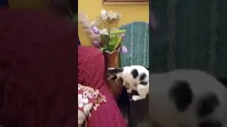 Cat killing cockroach || Cat funny vedios || Adorable Cat || working hard😘😘 || Safe house