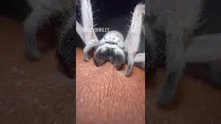 Desert Huntsman Spider Dry Bite!