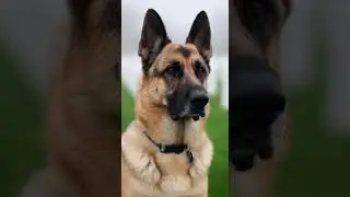 Heartbreaking: K9 Cries for Fallen Soldier 💔 #k9 #army #dog #military #germanshepherd