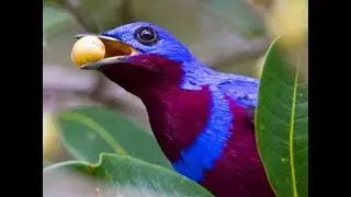 The super pretty Banded Cotinga at Bahia - Brazil dec23