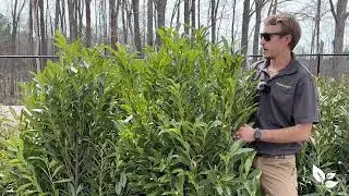 Plant Spotlight: Skip Laurel