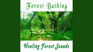 Forest Bathing: Begin Your Day with Positive Energy of Healing Forest Sounds / Fresh Morning...