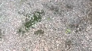 Excessive Moisture -  Moss