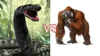 Titanoboa vs Gigantopithecus