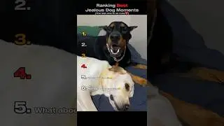 Рейтинг лучших моментов с ревнивыми собаками 🐕 (Вы не поверите, №1) #шорты