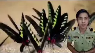 PALAWAN BIRDWING BUTTERFLY 🦋