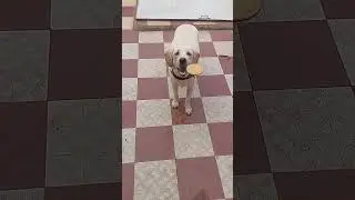 😲 What a Catch 🤣🤣🤣🤣 #trending #dog #viral #animals #funny #shorts #viralvideo