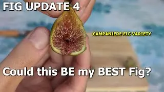 FIG UPDATE 4, HARVESTING MORE FIGS