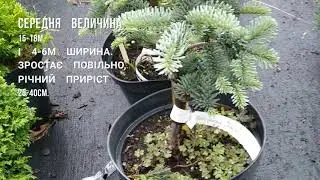 Ялиця високоросла 