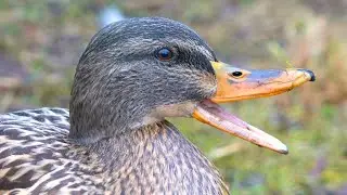 Female Mallard Duck Hens Close-up Video Portraits [4K]