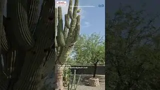 Hot Property in Tucson Arizona!