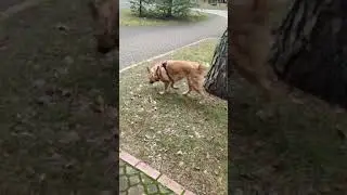 Cleo training Wolf scat 11.01.20