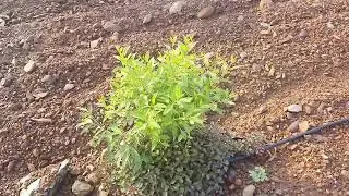 Macadamia Tree Growth at 4 Months | Greenview Agritech Farming Progress Update
