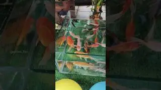 Unboxing ikan hias, Ikan Koi, Ikan mas koki, Cupang, Lele, Lobster hias, Glofish, Manfish #shorts