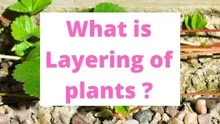 Plant Layering: Turn One Plant Into Many