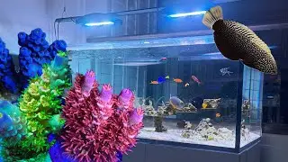 Reef Aquarium Disaster? (Waterbox 6025 Acropora Peninsula January Update)