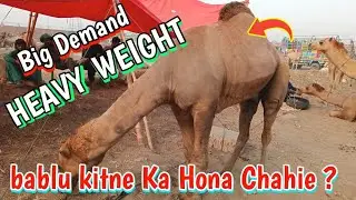 🐪Bablu Heavyweight Camel Aa Gaya Mandi Me || Qurbani 2024 || Shahpur Kanjra Mandi @LahoriShauk