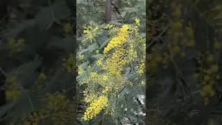 КАК РАСТЕТ МИМОЗА