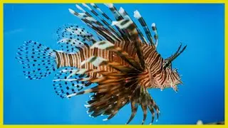 Most Beautiful Marine Creatures Revealed: Dive into Underwater Wonders