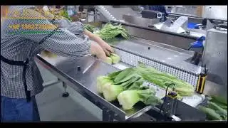 Efficient Vegetable Packaging with Our Flow Pack Machine | High-Speed and Precise-Majorpack