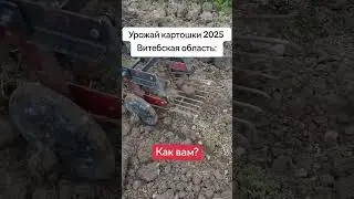 Вместо картофеля глыбы. Урожай 2025 в Витебской области. Ч.3