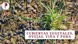 Cubiertas vegetales, ovejas, viña y poda
