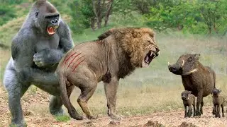 Gorilla Herd Take Down Lions To Rescue Baby Warthog After His Mom  Panic Run Away &ndash; Baboon vs Lion