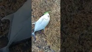 1/2 kg gt catch zman minnow 3