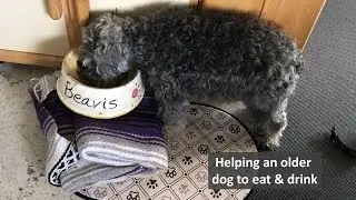 How to best feed a senior dog