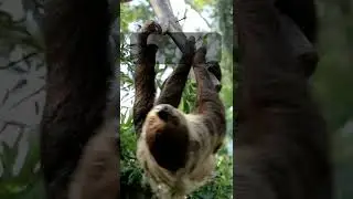 Interesting Facts About Three Toed Sloth #7 #shorts