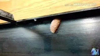 Puesta de Caracol Manzano