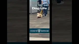 Dog Life #dogs #doglife #doglover #doglover #dog #doglovers #dmx #dogshorts #youtubeshorts