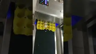 egg printing printer machine