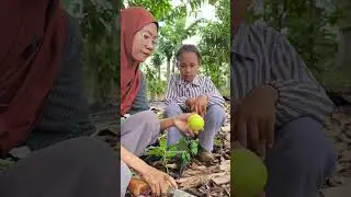 tanam-tanam diatas gunung #healing #indonesianvillagelife 