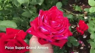 Розы. Гордые красавицы. Ascot Stortebeker, Piano, Frederic Mistral, Super Grand Amore..