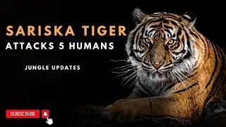 Sariska Tiger Attack 5 Humans | Jungle Update | Travel From Home
