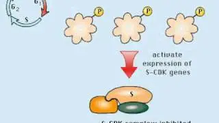 Cell cycle control