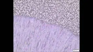 In situ observation of ultra-giant spherulites in perovskite hydrates Movie S1. (without scale)