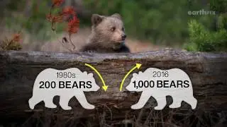 Tracking Grizzly Bears' Path Toward Recovery In Yellowstone