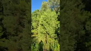 beautiful #forest in #Georgia