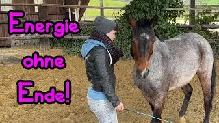 UNCUT Energie OHNE ENDE! 🦄 Bodenarbeit mit Joey